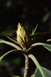 Close-up of lizard on plant