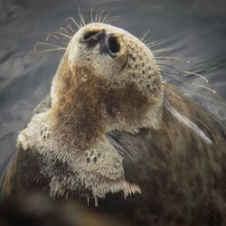 Close-up of an animal