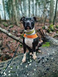 Dog sitting on a fallen tree in the forest