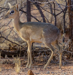 Deer standing in a field