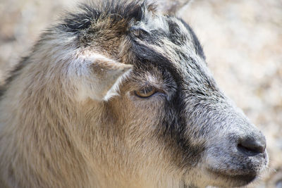 Close-up portrait of a horse