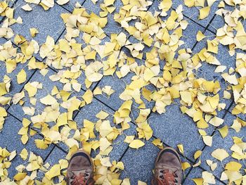 Directly above shot of autumn leaves