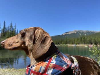 Dog looking at lake against sky