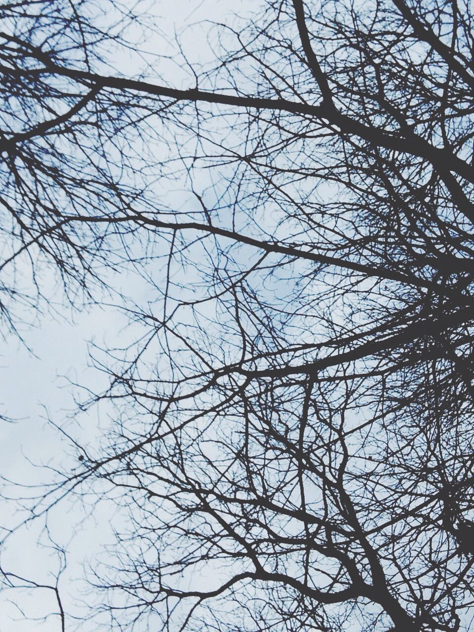 bare tree, branch, low angle view, tree, sky, nature, tranquility, beauty in nature, clear sky, outdoors, silhouette, no people, day, scenics, backgrounds, full frame, growth, tree trunk, tranquil scene, high section