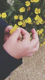 Close-up of hand with flowers against blurred background