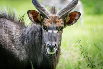Portrait of deer