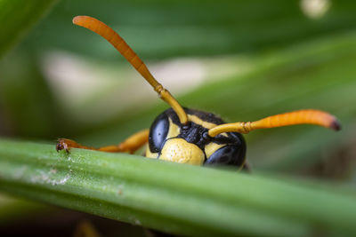 Close-up of insect on plant