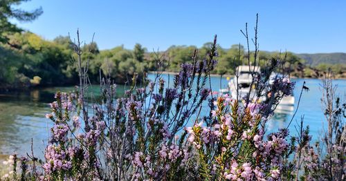 Purple flowering plants by lake against sky