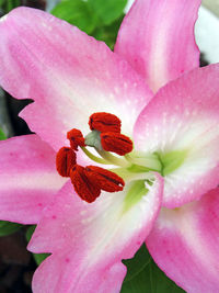 Close-up of pink flowering plant