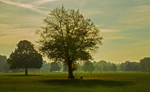 Trees on field against sky during sunset
