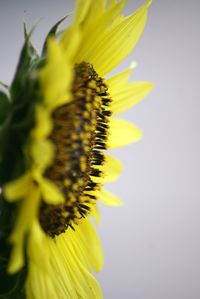 Close-up of sunflower