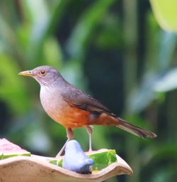 Close-up of bird perching outdoors