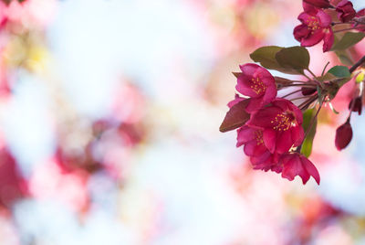 Close-up of pink flowering plant