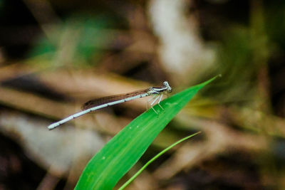 Close-up of grasshopper on leaf