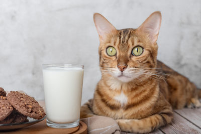 Bengal cat, glass of milk and cookies in a bowl on a wooden table.