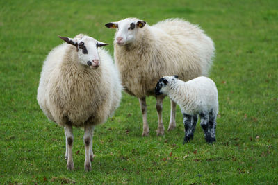 Sheep standing in a field