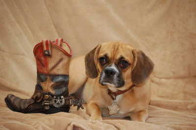 Dog resting by cowboy boot on fabric