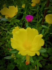 Close-up of yellow flowering plant