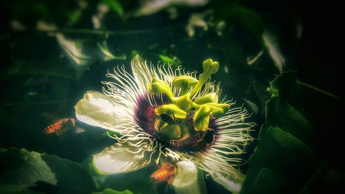 Close-up of passion flower on plant