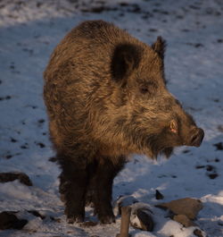 Close-up of sheep standing on snow field