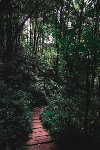 Footpath amidst trees in forest