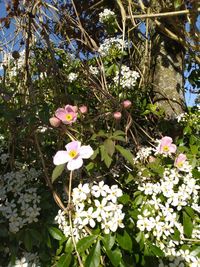 Close-up of white flowering plant