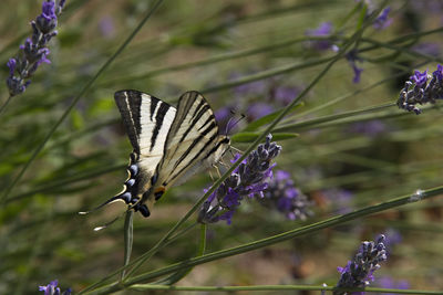 Close-up of butterfly pollinating on purple flower