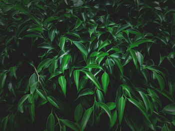 Full frame shot of fresh green plants