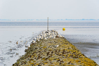 Scenic view of sea against clear sky