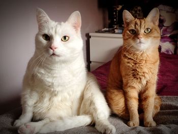 Portrait of cats sitting