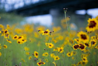 Close-up of yellow flowers blooming in field