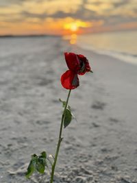 beauty in nature