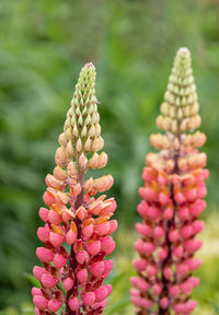 Close-up of pink flowering plant