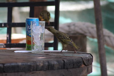 Close-up of a bird