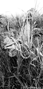 Close-up of crops on field