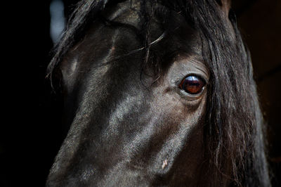 Close-up of horse