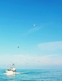 Birds flying over sea against blue sky