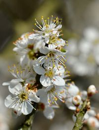 Close-up of white cherry blossom tree