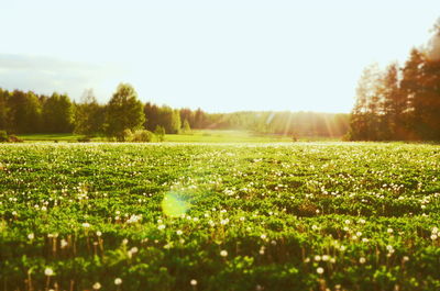 Scenic view of grassy field against sky