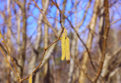 European alder or alnus glutinosa plant branches with mature catkins on blue sky background