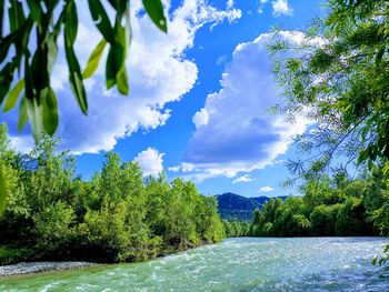 Scenic view of river amidst trees in forest against sky