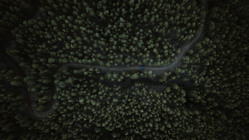 High angle view of plants by sea
