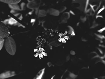 Close-up of cherry blossoms blooming outdoors