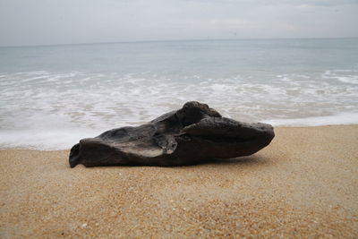 Scenic view of driftwood on beach