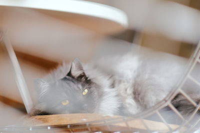 Close-up portrait of a cat