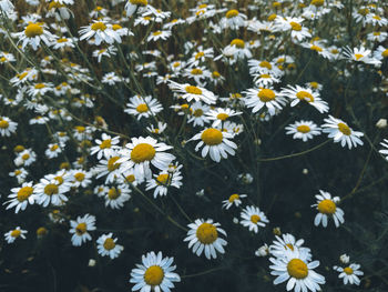 High angle view of daisies on field