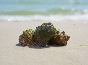 Mollusk rapana on the sandy shore of the black sea, ukraine, kherson region