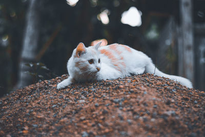 Close-up of cat looking away while sitting on land