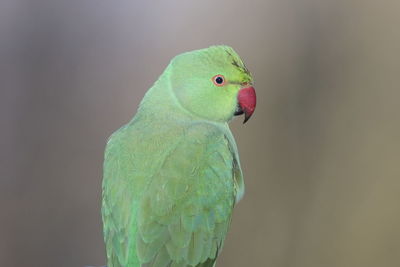 A ring-necked parakeet up close