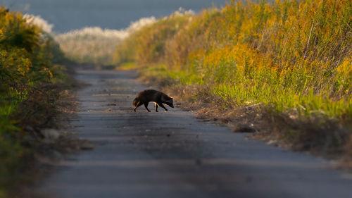 Raccoon walking on road in forest